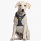 For Fan Pets Peitoral Soft Harness  Batman